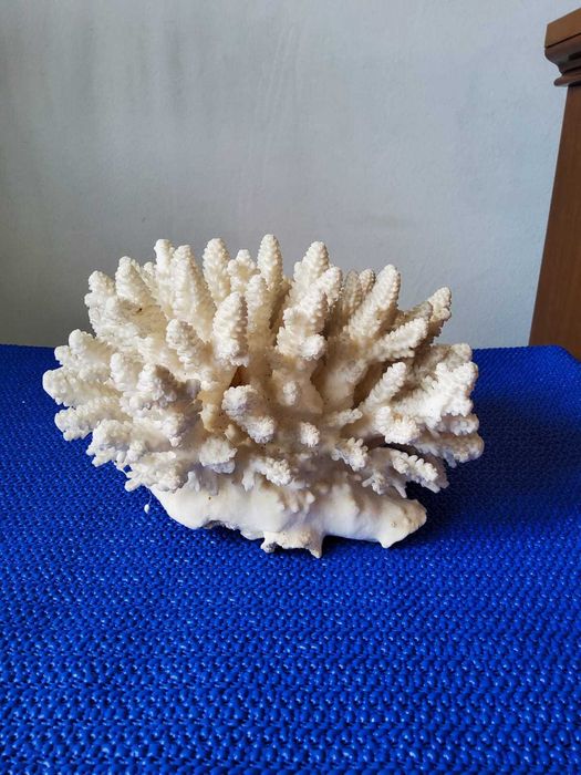 Coral acvariu decorativ