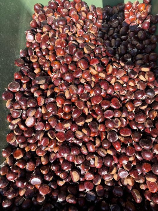 Cartofi dulci si castane