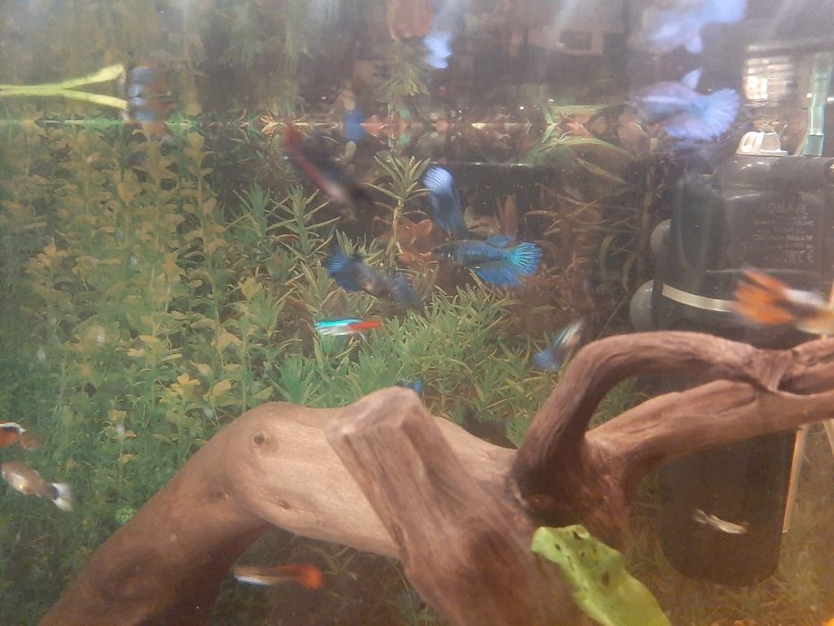 Schimb Betta cu alte culori