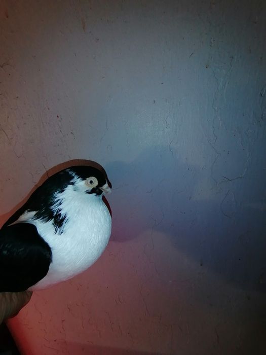 Porumbei  de vânzare