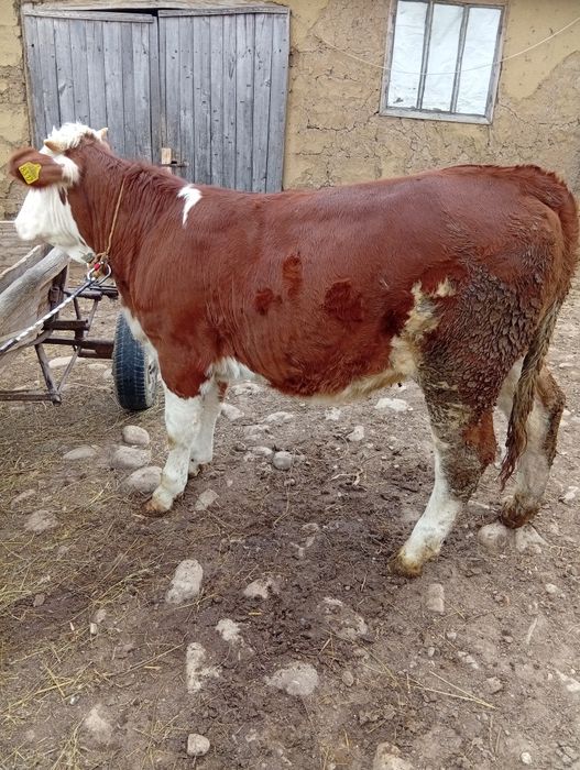 Vând Taurus+ vițea bălțată românească