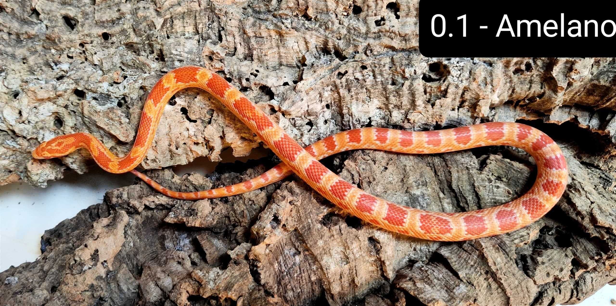 Царевични смоци различни морфи (Pantherophis guttatus)