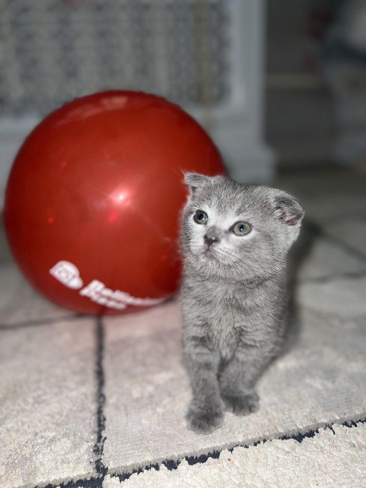 СРОЧНО! Продаются чистокровные вислоухие скоттиш фолд котята