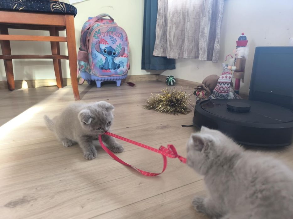 Сини британски и шотландски клепоухи котенца