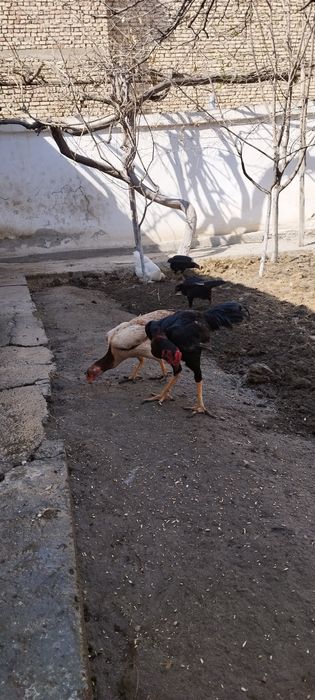 Куланги товуклар