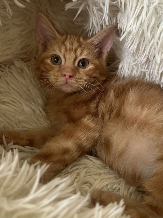 Котенок - мальчик , 2,5 месяца