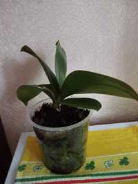 Орхидея ароматная сорт Балм