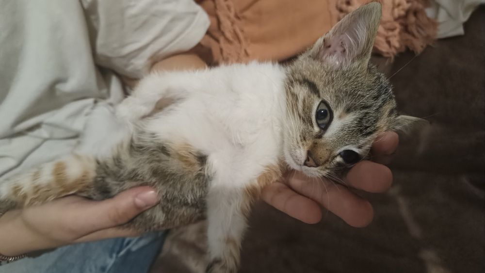 Pisica de pentru adopție gratuita (pisica are un suflet foarte bun)