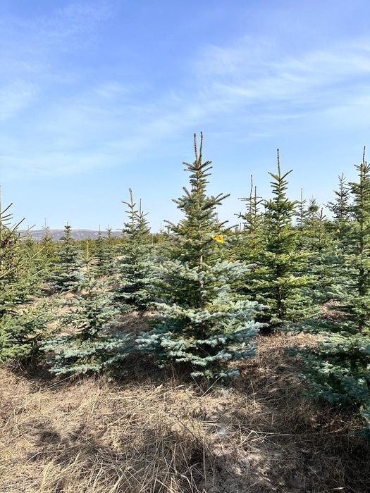 Ель Мисти блю(150-200см)