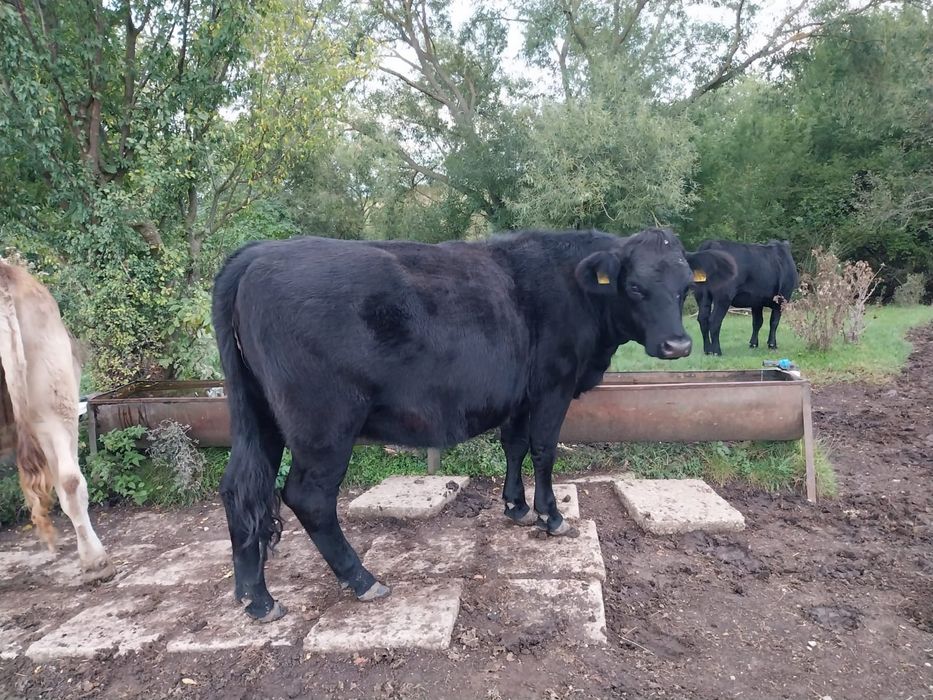 Vitele si juninci angus
