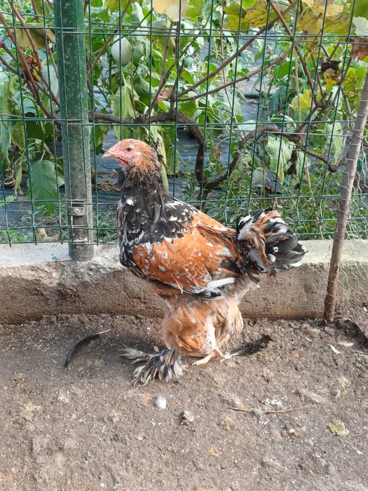 Cocoși brahma diferite  culori și  vârste