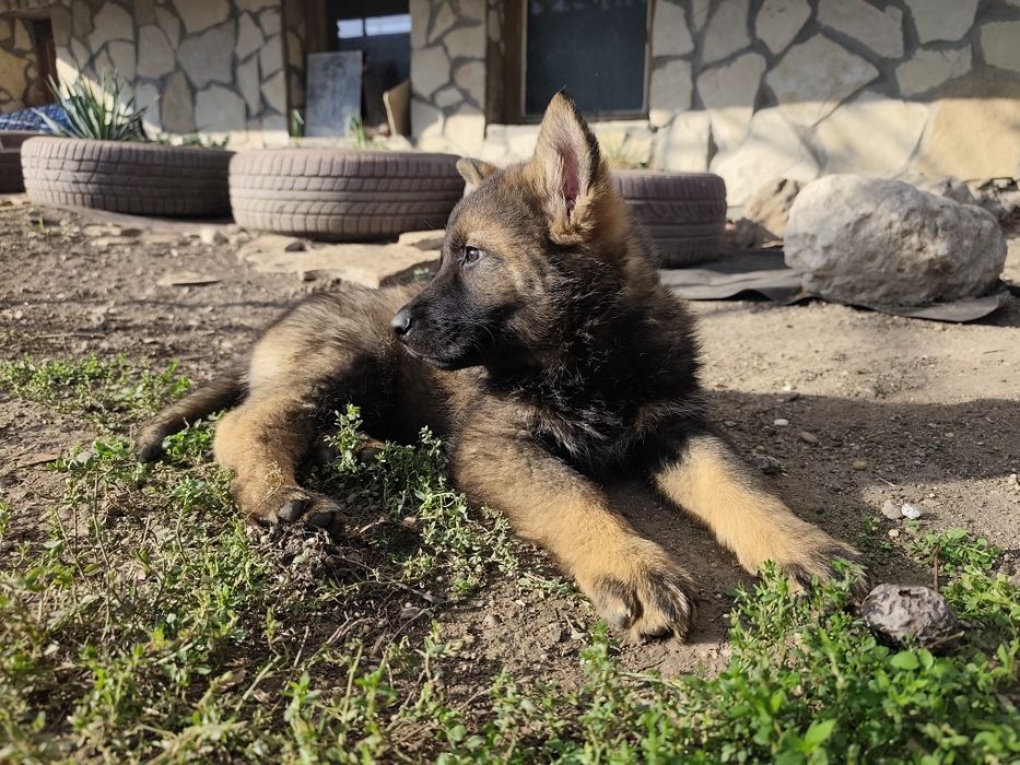 Немска овчарка - сивак