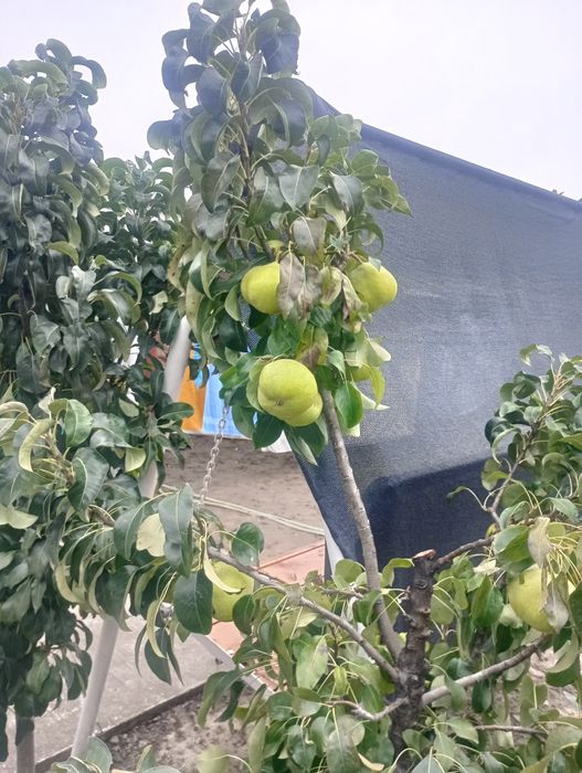 Pere de iarnă,de vânzare