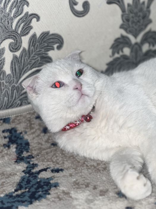 Вязка кота! Scotish Fold