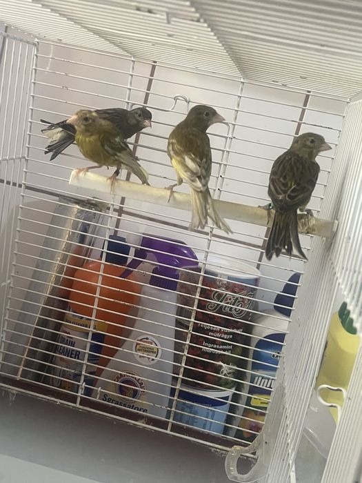 Canari razza spaniola