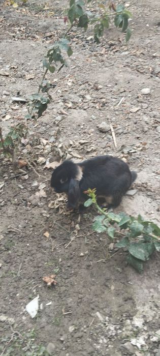 Quyon baran juft yaxshi parvarish qilingan
7/8 ойли
Пара 
Донаси 500 0