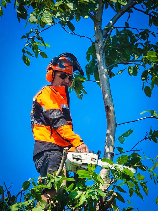 Рязане на опасни дървета с автовишка