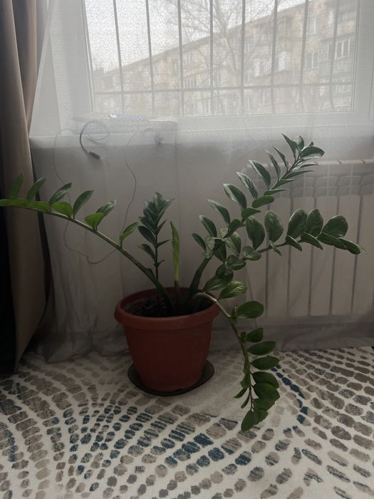 Долларовое дерево