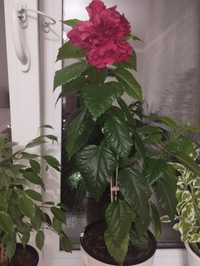 Комнатный цветок гибискус-китайская роза, район Евразии