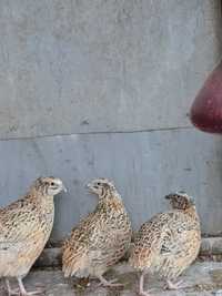 Oua prepelite pentru incubat și consum