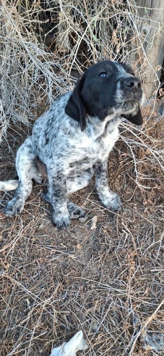 Спаниелька в добрые руки