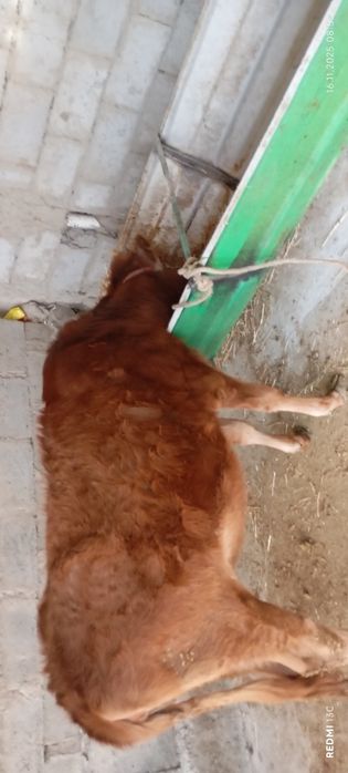 Гуножин сотилади