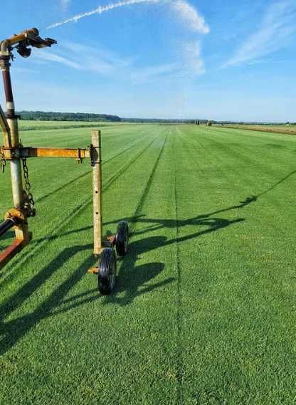 Transformare grădină: gazon natural și irigare automată