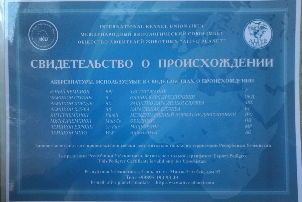 Продам эксклюзивного щенка Бивер и Йорка