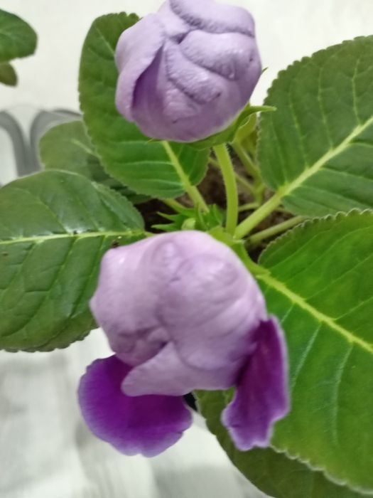 Продам молодые  укоренелые отростки  мохровай глоксинии