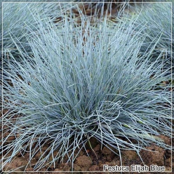 Pachet 3 buc iarbă decor (iarbă pampas,rogoz,iarbă albastra)