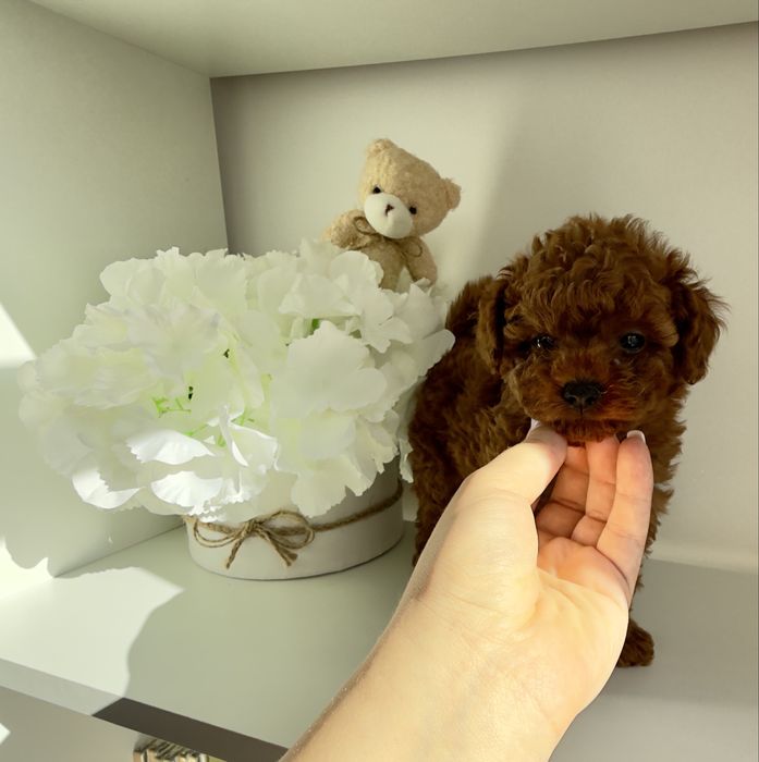 Той пудели момчета