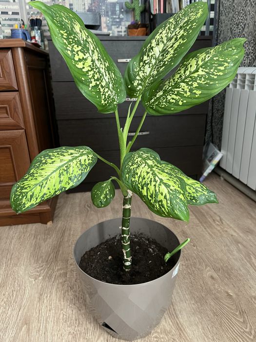 Две диффенбахии!