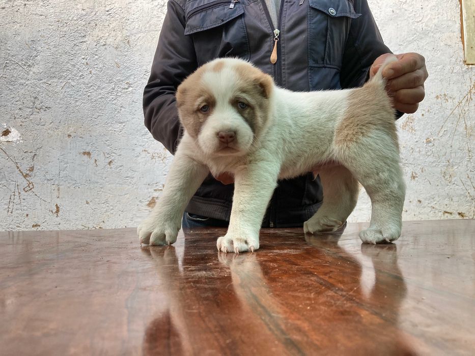 Щенок Туркменского Алабая ( Чистокровный )