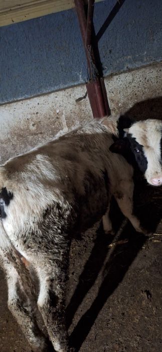 Vitei și mânz de vanzare