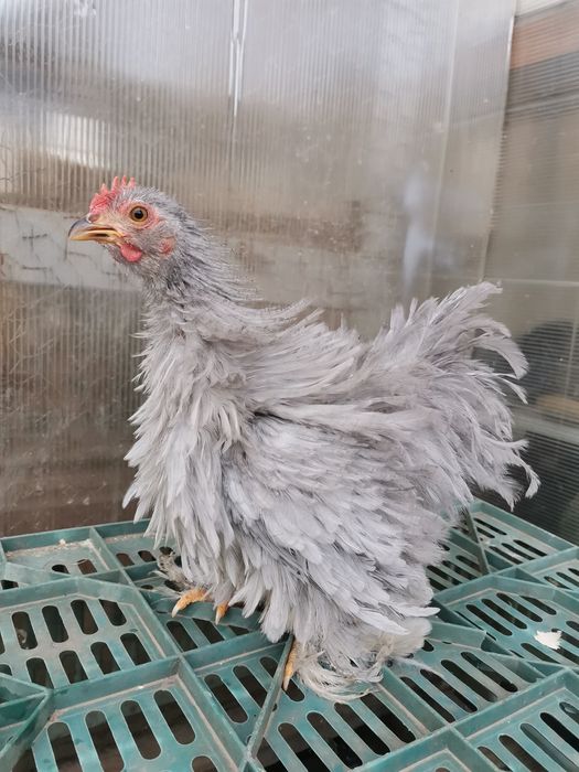 Cochinchina pitic lavandă