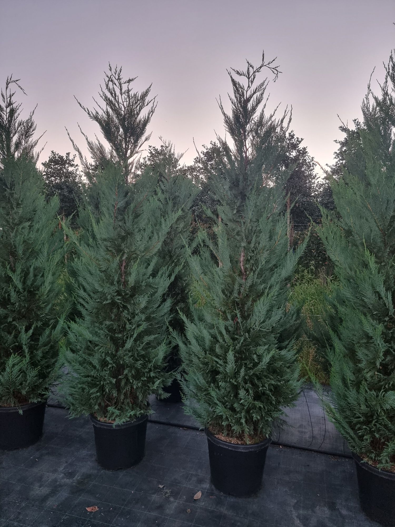 Picea pungens tuia leylandi tei de floare