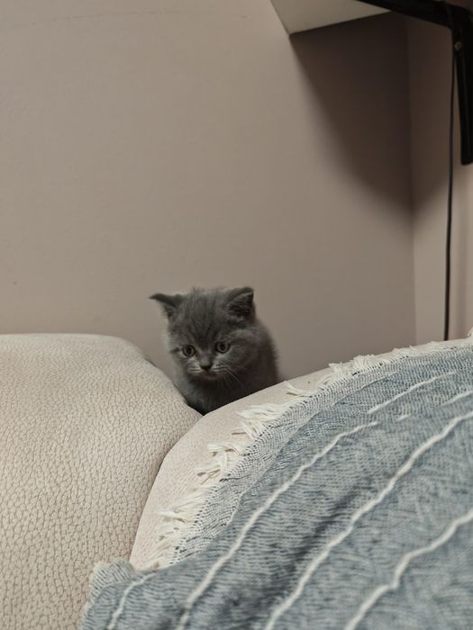 Британско коте на 2 месеца