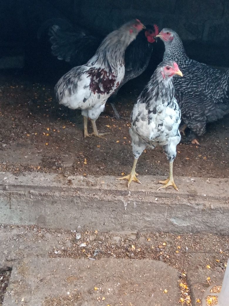 Cocoșei de araucana splesh vând sau schimb