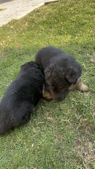 Щенки немецкой овчарки