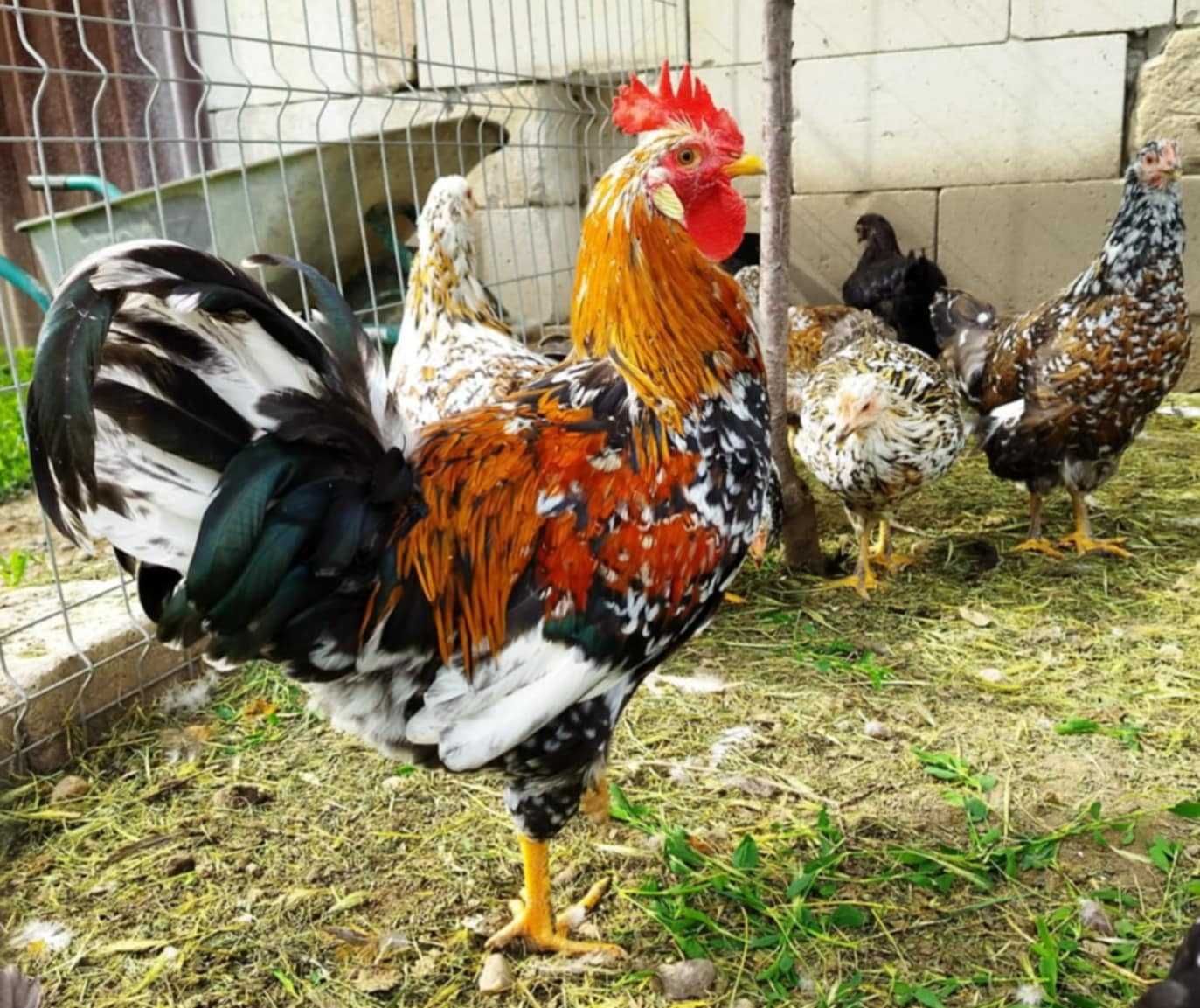 Găini de Rasă Marans Flori Suedeze
