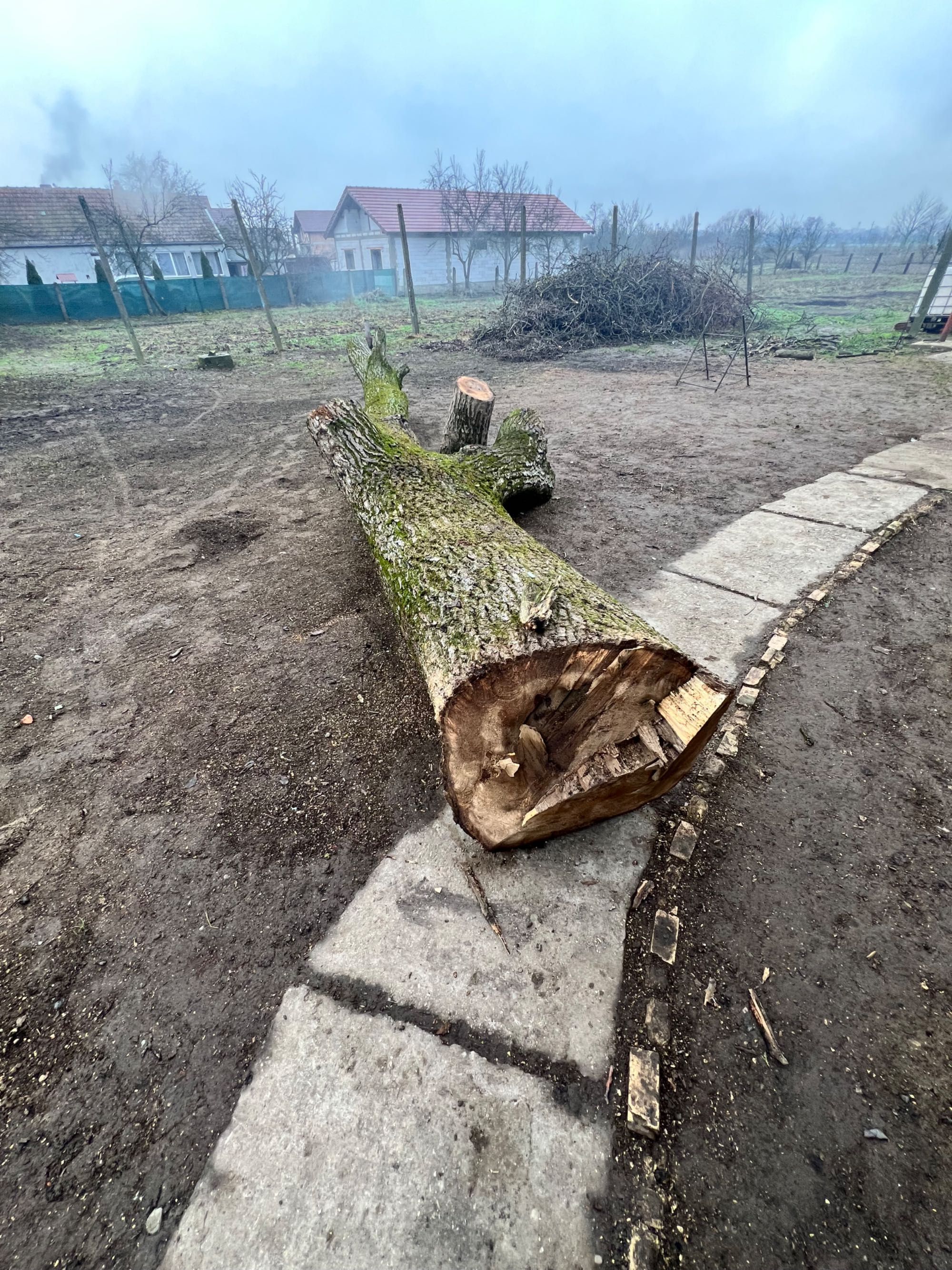 Trunchi de nuc în stare foarte bună