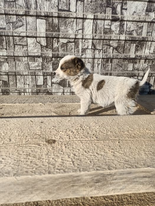 Отдам в добрые руки.