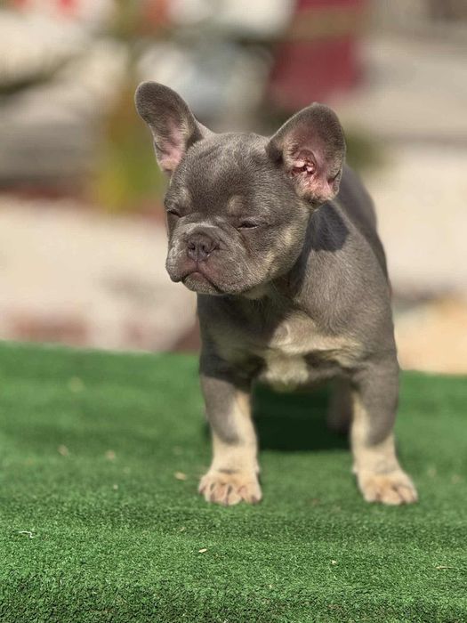 Лилак тан френски булдог