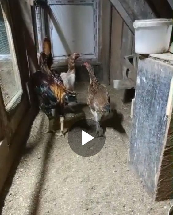 Дакан микс о шамо