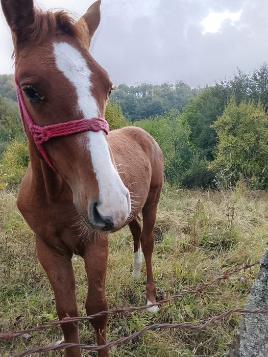 Mânz , vârsta 6 luni