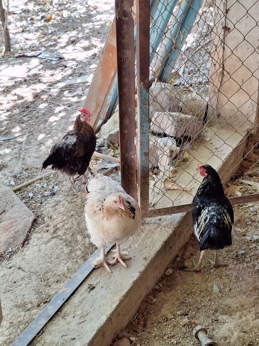 Тауык кораз балапан