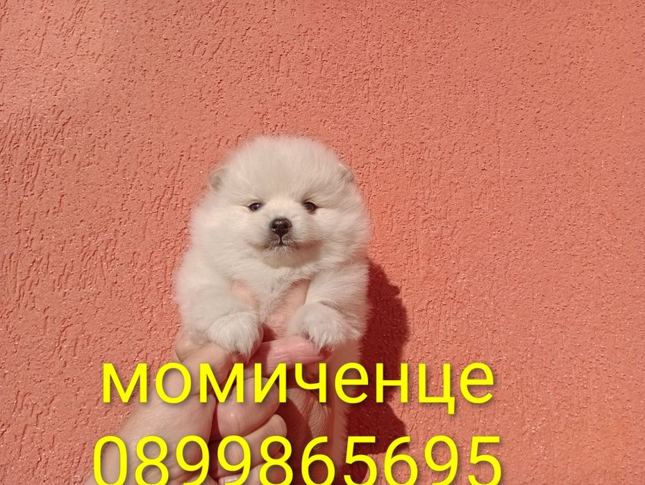 Бели Померани. Мъжки и женски.