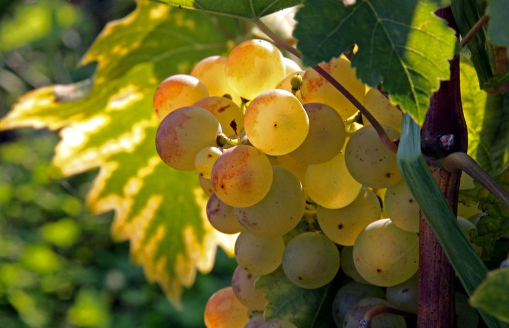 Struguri pentru vin