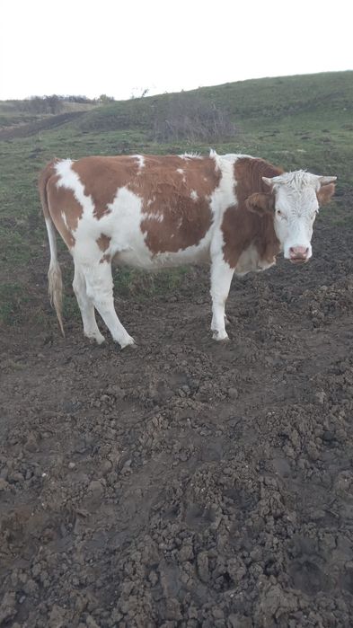 Vand junincii si viței  cu Certificat de Origina B.R