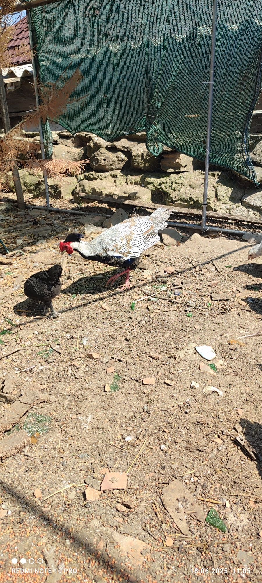 Vând cocoș de fazan sau schimb cu găină de fazan